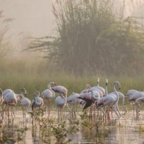 סופ"ש צפרות הגושרים מלון בטבע